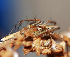 Macro Photography of Jumping Spider on Green Leaf