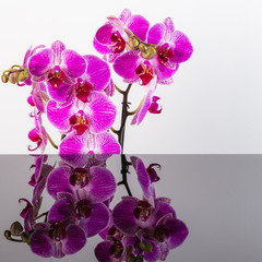 Kwiaty orchidei na białym tle i lustrzane odbicie.