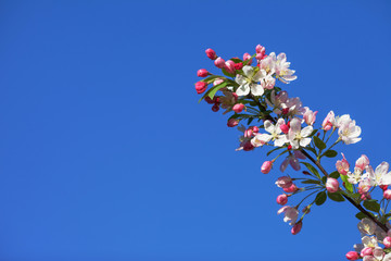 Beautiful flowering fruit trees. Blooming plant branches in spring warm bright sunny day. White and pink apple flower blooming with blue sky. Natural background. Copy space