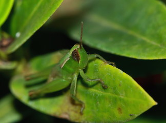 green grasshopper is masked among green leaves in sunny