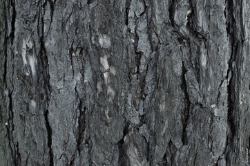 Obraz premium Dry old gray tree bark texture background.