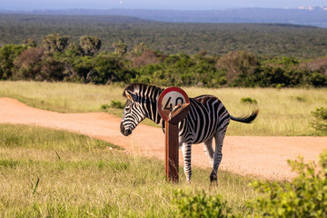 Zebra weist auf Tempolimit im Nationalpark hin