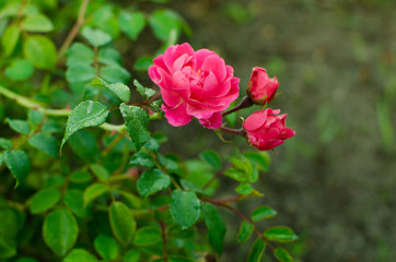 Blooming wild rose buds on a green background.