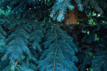 Bright blue needles of the Christmas tree. Shades of blue. Bright blue background