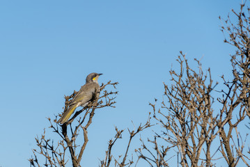 Miner Bird great ocean road victoria australia