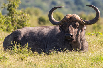 Büffel im Addo Elephant Nationalpark in Südafrika