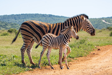 Fototapeta na wymiar Zebra im Addo Elephant Nationalpark in Südafrika