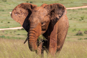 Elefant frisst in Südafrika