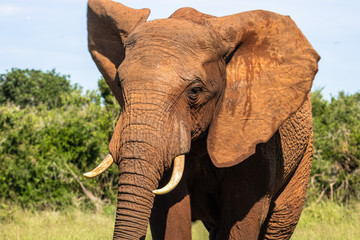 Elefant im Addo Elephant National Park in S&uuml;dafrika