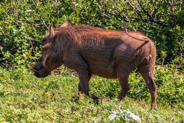 Warzenschwein im Addo Elephant National Park in Südafrika