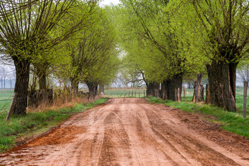Podlaskie wierzby. Wiosna na Podlasiu. Dolina Narwi. Polska
