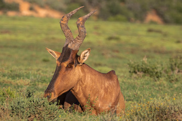 Naklejka na ściany i meble Antilope in Südafrika