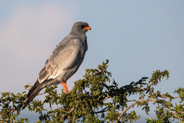 Habicht in Südafrika