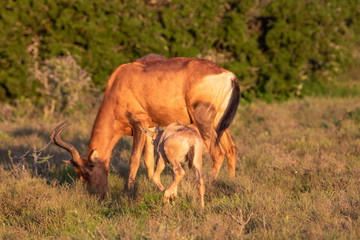 Antilopen im Addo Elephant Nationalpark