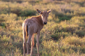 Antilope im Addo Elephant Nationalpark