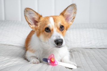 Cute ginger and white dog of welsh corgi pembroke breed, lying on white cover on the bed or sofa close to baby pacifier and pregnancy test. The appearance of the child in the family.