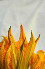 Pumpkin flowers on white background