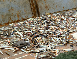 Fish on the deck of a fishing boat. Small, commercial fish, pulled by a trawl from the sea. Different types, requires sorting. Spring, day, overcast. Black Sea, Georgia.