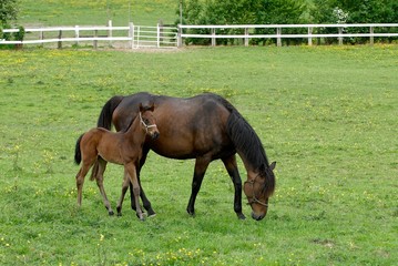 Haras dans le Calvados. Juments et poulains au pré
