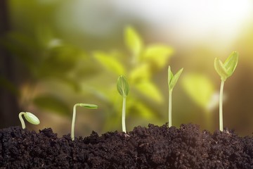 Growth.