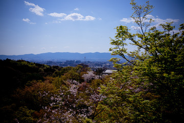 古都の桜
