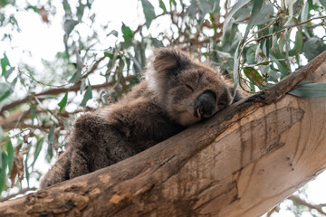 Close up of Koala moving in trees along the great ocean road Victoria Australia