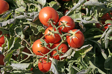 champ de tomates