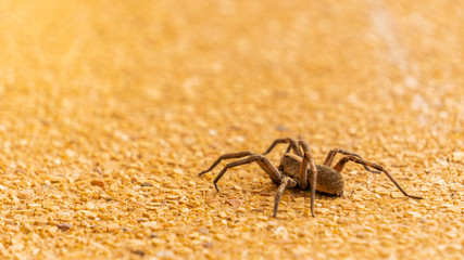 The brown spider is a reptile that walks on the ground.