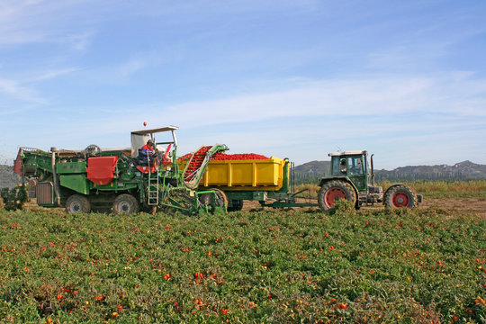 R&eacute;colte des tomates