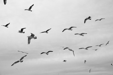 Different types of seagulls in the sky. Birds fly behind a fishing boat. Animals catch small fish. Black Sea. Spring, day, overcast.
