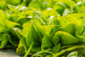 Grow salad in greenhouse pure eco frendly agriculture 