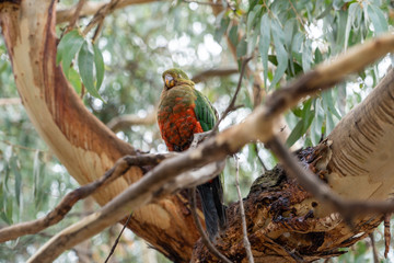 Australian king parrot in a tree © Pluto119