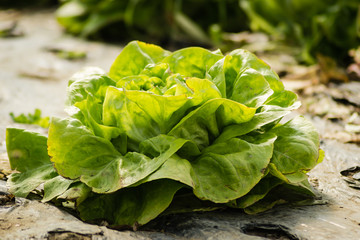 Grow salad in greenhouse pure eco frendly agriculture 