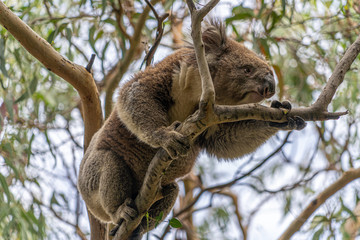 Close up of Koala moving in trees along the great ocean road Victoria Australia