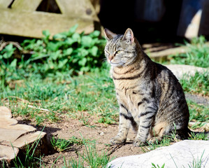 Cat on guard