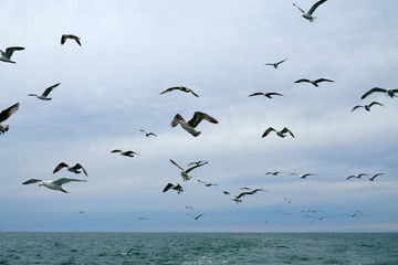 Different types of seagulls in the sky. Birds fly behind a fishing boat. Animals catch small fish. Black Sea. Spring, day, overcast.
