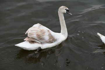 single swan on a river water