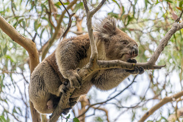 Close up of Koala moving in trees along the great ocean road Victoria Australia