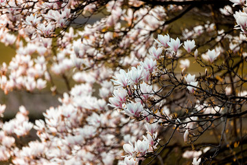 Magnolia tree with magnolia blossoms