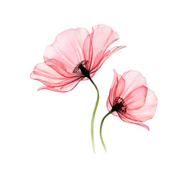 Watercolor Poppy artwork. Transparent big and small flowers isolated on white. Hand painted illustration with detailed petals. Botanical painting for cards, wedding design - 336379612