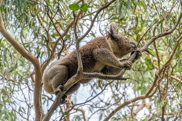 Close up of Koala moving in trees along the great ocean road Victoria Australia