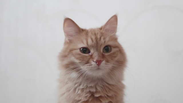 Cute ginger cat winks on white background. Fluffy pet with funny expression on face.
