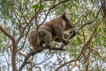 Close up of Koala moving in trees along the great ocean road Victoria Australia