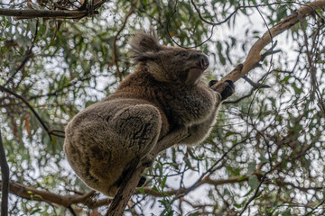 Close up of Koala moving in trees along the great ocean road Victoria Australia