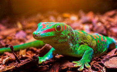 Madagascar Giant day Gecko Forest. Beautiful animals in a natural forest.