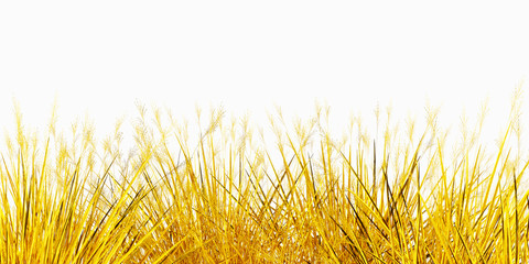 3d image of a barked field plant in gold color isolated on a white background, banner, icon, style, signboard, web, link, place for text, wallpaper