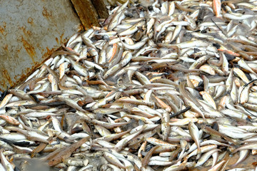 Fish on the deck of a fishing boat. Small, commercial fish, pulled by a trawl from the sea. Different types, requires sorting. Spring, day, overcast. Black Sea, Georgia.