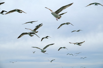 Different types of seagulls in the sky. Birds fly behind a fishing boat. Animals catch small fish. Black Sea. Spring, day, overcast.
