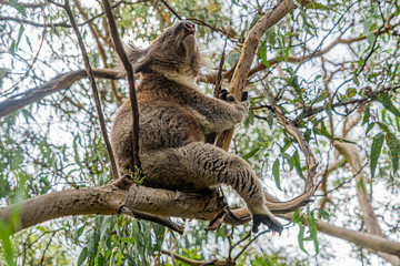 Fototapeta na wymiar Close up of Koala moving in trees along the great ocean road Victoria Australia