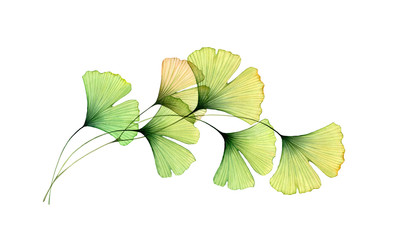 Watercolor foliage arch. Ginkgo tree branch. Round design element. Transparent green leaves isolated on white. Realistic and botanical illustration